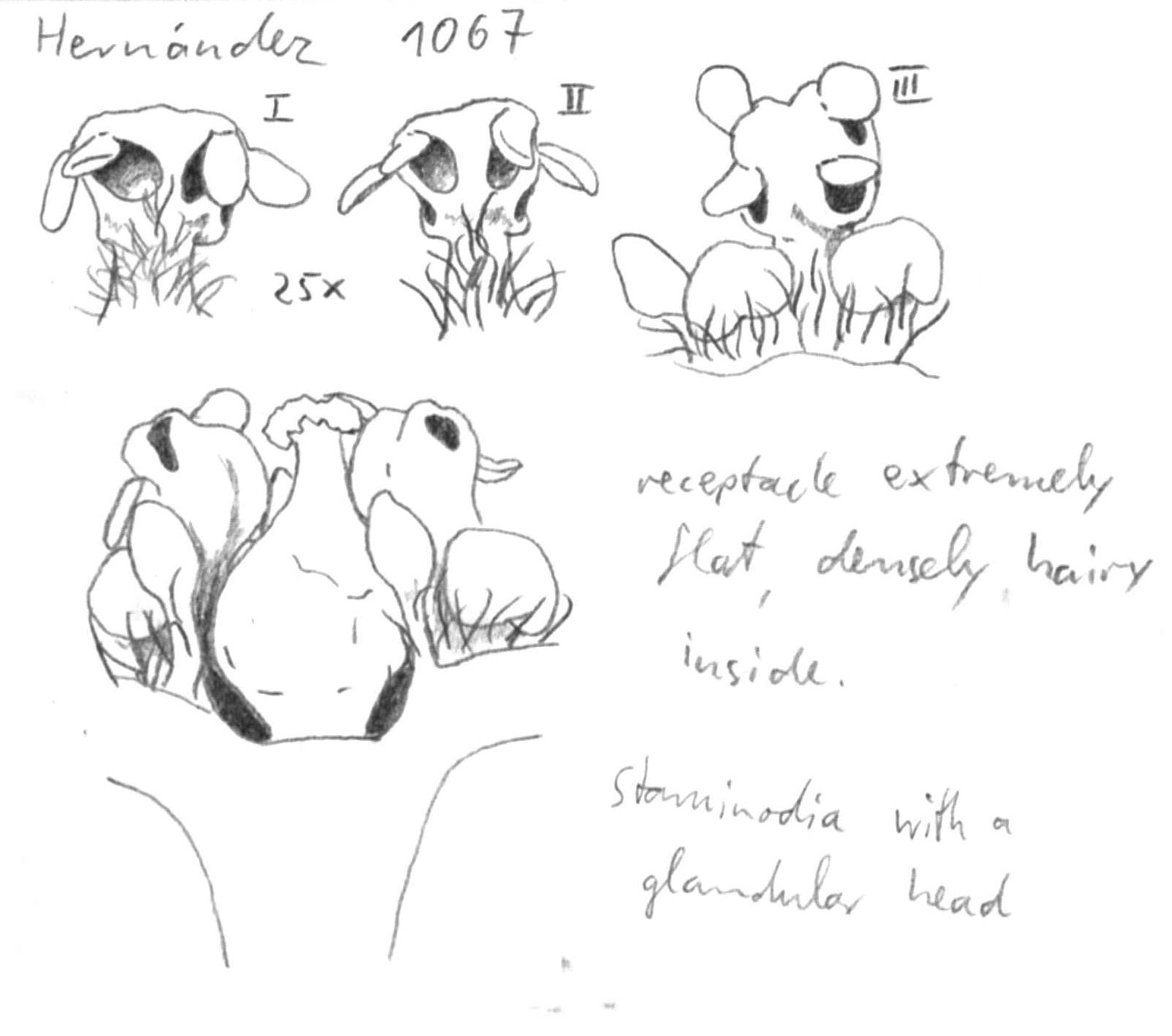 preview Damburneya longicaudata (Lundell) Trofimov & Rohwer